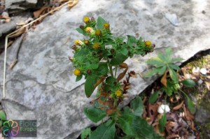 Inula conyzae